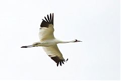 Whooping Crane